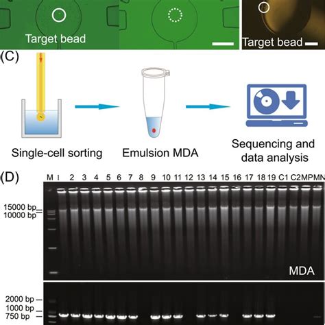 Image result for Cell Sorting Computational Model