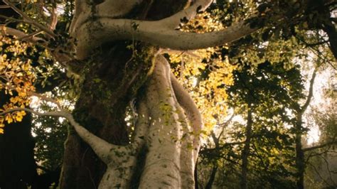 Slideshow: Tolkien Gallery