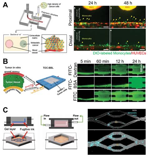 Recapitulating the Cancer Microenvironment Using Bioprinting Technology ...