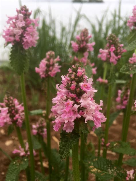 STACHYS OFFICIANALIS ‘HUMMELO’ – Horlings Plants
