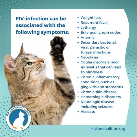 Understanding Feline Immunodeficiency Virus (FIV): Phases and Symptoms - National Kitten Coalition
