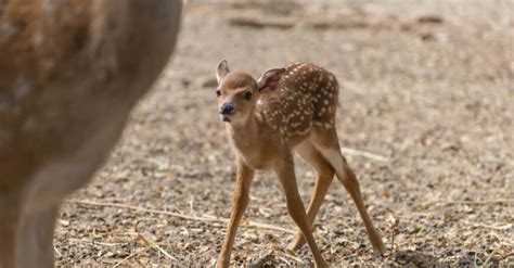 Deer Gestation Period: How Long are Deer Pregnant? - A-Z Animals