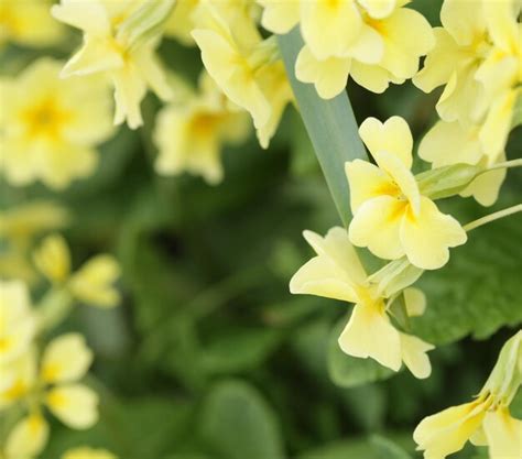 Beautiful flowers in the garden | Premium Photo