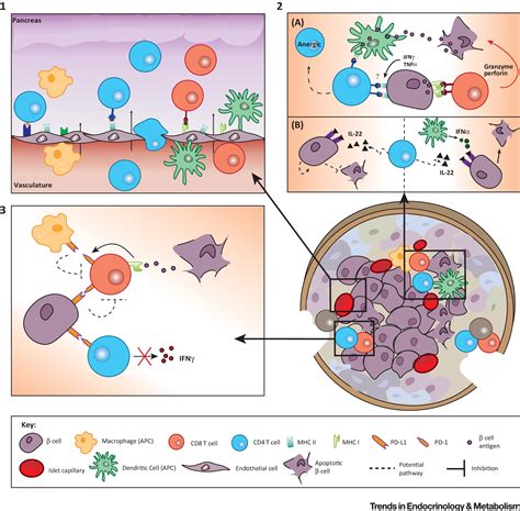 Immune and Pancreatic β Cell Interactions in Type 1 Diabetes: Trends in ...