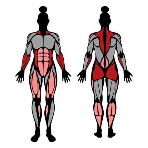 The 10 Best Full Body Exercises for Muscle & Strength – StrengthLog