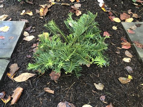 Spreading Japanese Plum Yew (Cephalotaxus harringtonia 'Prostrata ...