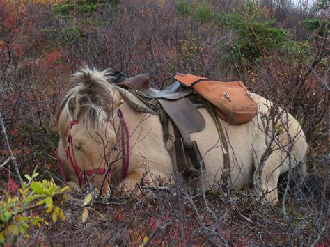 Horses - Rainy Pass Lodge