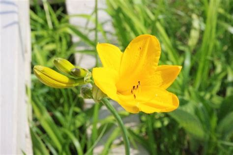 Image result for Generate a Pic for the Python Coding Language