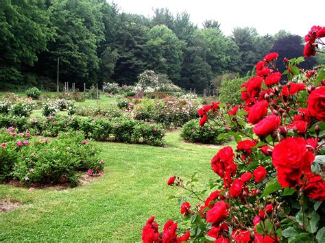 Download Garden Roses Pictures | Wallpapers.com