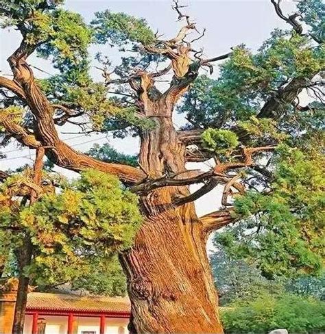 中國最古老的五大「樹王」排行榜，第一高達5000歲！ - 每日頭條