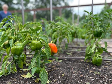 Best Techniques For Growing Bell Peppers: From Seeds To Harvest