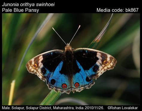 Junonia orithya | Butterfly