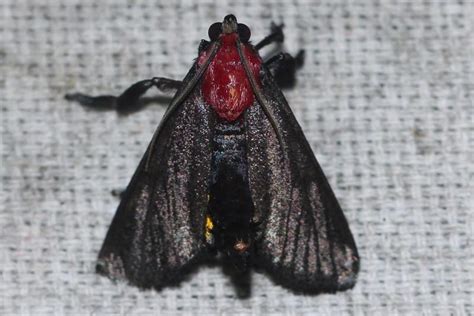 Toccolosida rubriceps | Moths