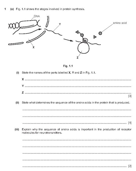 Biology 101: Protein Synthesis & Genetic Variation Test 2 - Studocu