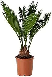 Cycus plant for indoor live plant Pack of 1 : Amazon.in: Garden & Outdoors