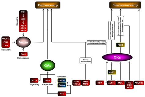 Seedlessness Trait and Genome Editing—A Review