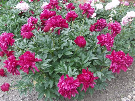 Peony 'Karl Rosenfield' | Plant Profile | Sylvan Gardens Landscape ...