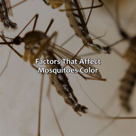 what color light attracts mosquitoes, mosquito vision – QNPH