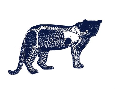 Leopard Gecko Patterns 的图像结果