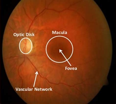 Macula And Fovea