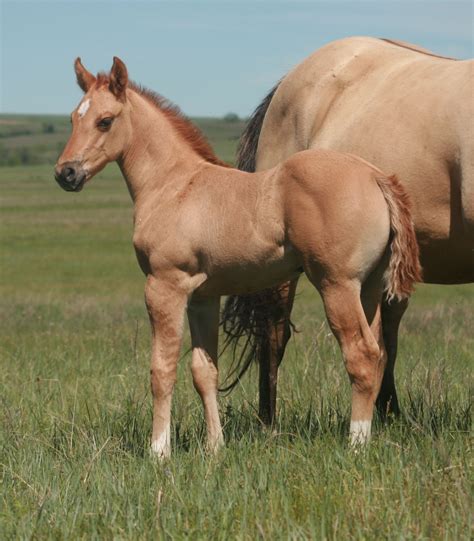 Red Dun Quarter Horse Foal