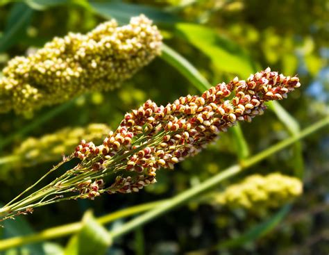 Quinoa Facts, Health Benefits and Nutritional Value
