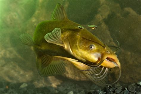 Bullhead Catfish