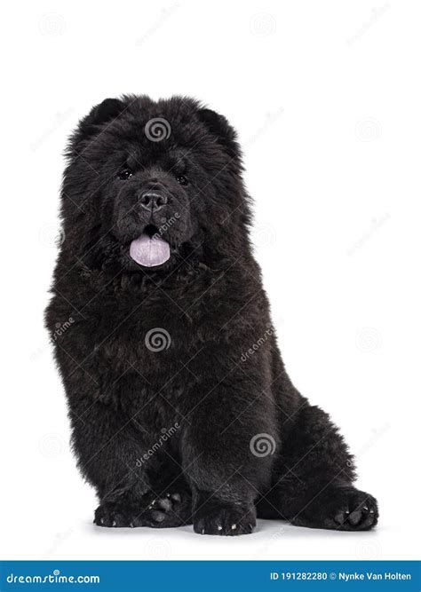 Black Chow Chow Dog Pup on White Background Stock Photo - Image of ...