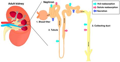 Compare And Contrast Filtration And Reabsorption In A Nephron at Victor ...