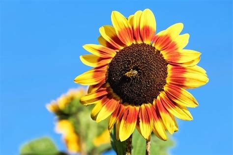 Image result for Java Full Stack with Text