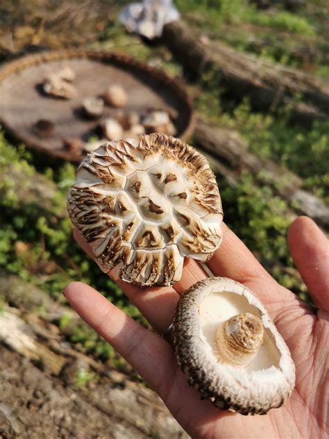 花菇 2021椴木花菇 香菇 食用菌特产干货 白花菇 野外蘑菇 手选菇-阿里巴巴