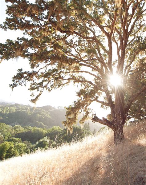 Stories - Mountain Vista Farm