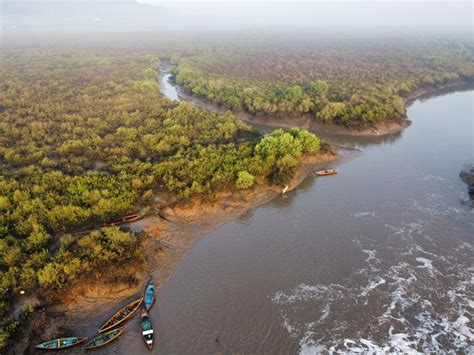 Study finds 21 species of Gobiid fishes in mangrove and estuarine ...