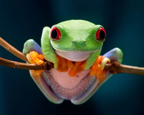 Image result for Tree Frog Terrarium