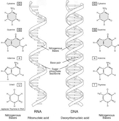 Image result for DNA Microarray Kit