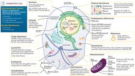 Biological Cell Structure 的图像结果