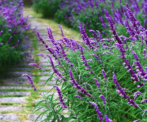 Salvia Sage Plants - Hello Hello Plants & Garden Supplies