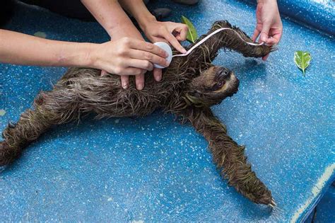 Dwarf Sloth 的图像结果