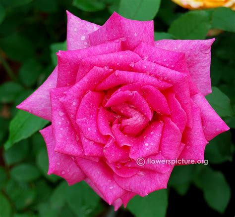 Flowers R Gallery 1, Renanthera imschootiana