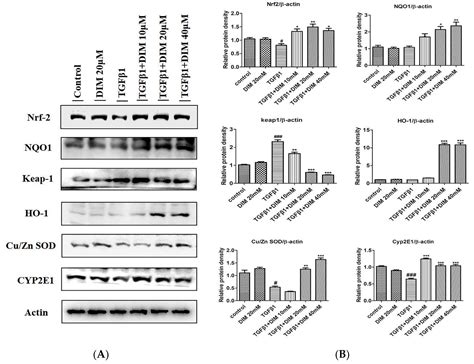 Hepatoprotective Effects of a Natural Flavanol 3,3′-Diindolylmethane ...