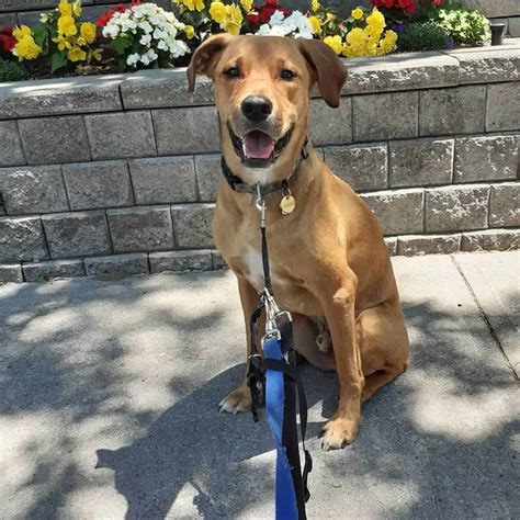 Golden Retriever Rottweiler mix: Should you get this dog? - K9 Web