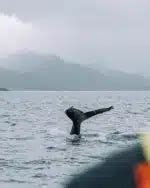 Travel around the World by Boat 的图像结果