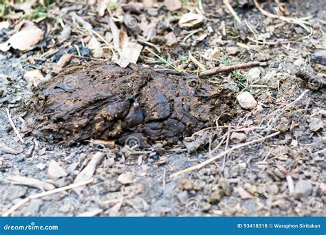 Cow Dung, Cow Manure Lying on the Ground, Fertilizer Animal Dung Stock ...
