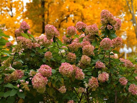 Hydrangea Tree Fall Care 的图像结果