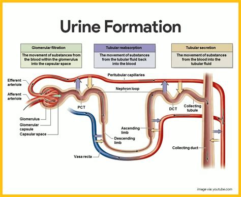 Urinary System Diagram Types Of Urinary System Diagrams