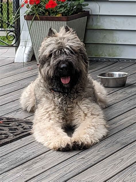 Fawn Bouvier Des Flandres