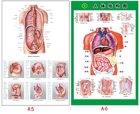 人体内脏器官结构解剖图大挂图医院诊所墙贴画人体全身内脏位置图-阿里巴巴