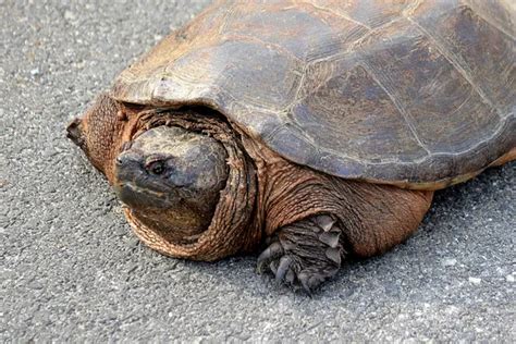 Image result for Eating Snapping Turtles