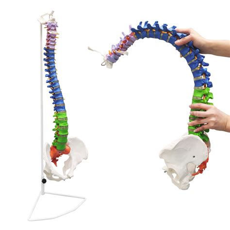 Buy Ultrassist Life Size Human Spine Model, Flexible Spinal Cord with ...