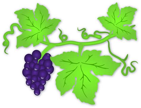 Grape Tree, Grape Vines, Art Clipart, Clipart Images, 12 Tribes Of ...